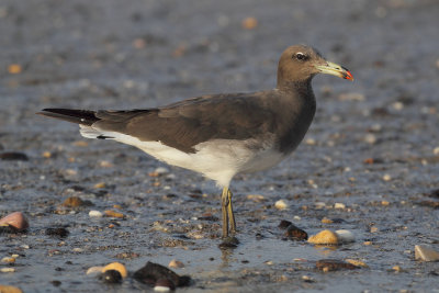 Sooty gull (larus hemprichii), Qantab, Oman, February 2014