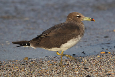 Sooty gull (larus hemprichii), Qantab, Oman, February 2014