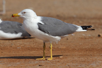 Steppe gull (larus (cachinnans/fuscus) barabensis), Yiti, Oman, February 2014