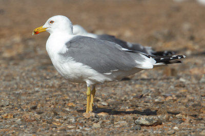 Steppe gull (larus (cachinnans/fuscus) barabensis), Yiti, Oman, February 2014