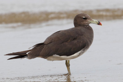 Sooty gull (larus hemprichii), Yiti, Oman, February 2014