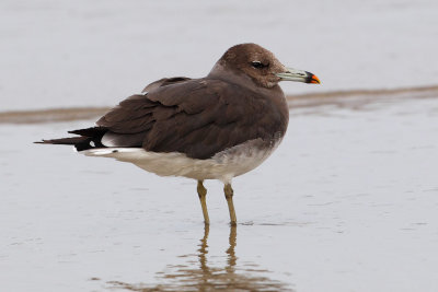 Sooty gull (larus hemprichii), Yiti, Oman, February 2014