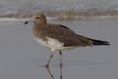 Sooty gull (larus hemprichii), Yiti, Oman, February 2014
