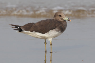 Sooty gull (larus hemprichii), Yiti, Oman, February 2014