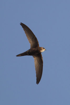 Pallid swift (apus pallidus), Al Jissah, Oman, February 2014