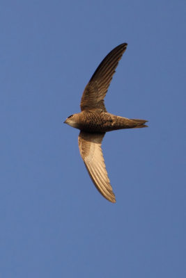 Pallid swift (apus pallidus), Al Jissah, Oman, February 2014