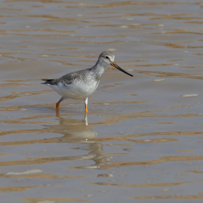 Terek sandpiper (xenus cinereus), Yiti, Oman, February 2014