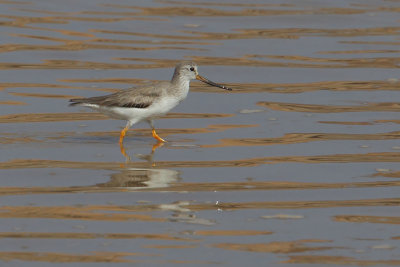 Terek sandpiper (xenus cinereus), Yiti, Oman, February 2014
