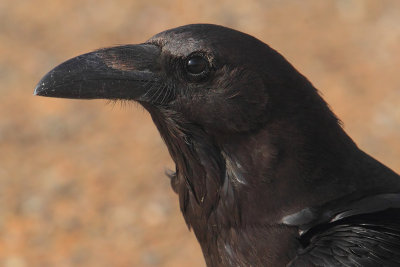 Brown-necked raven
