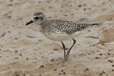 Grey plover (pluvialis squatarola), Yiti, Oman, February 2014