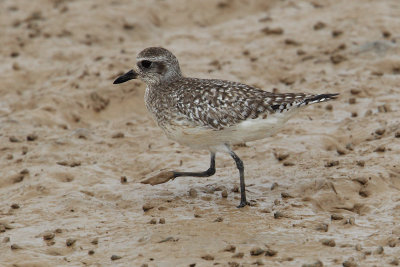 Grey plover (pluvialis squatarola), Yiti, Oman, February 2014