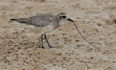 Grey plover (pluvialis squatarola), Yiti, Oman, February 2014