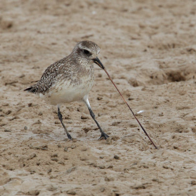 Grey plover (pluvialis squatarola), Yiti, Oman, February 2014