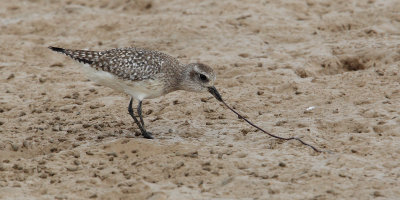 Grey plover (pluvialis squatarola), Yiti, Oman, February 2014