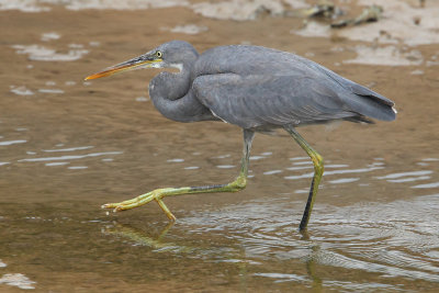 Western reef heron, western reef egret (egretta gularis), Yiti, Oman, Febraury 2014