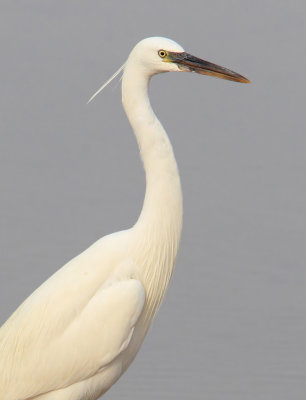 Western reef heron, western reef egret (egretta gularis), Yiti, Oman, Febraury 2014