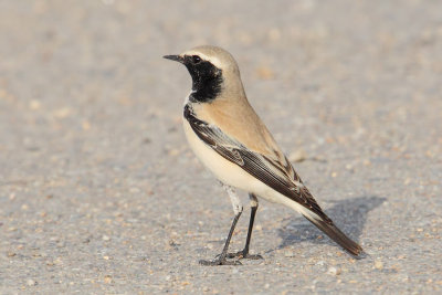 Desert wheatear (oenanthe deserti), Yiti, Oman, February 2014