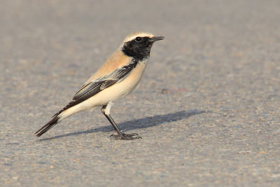 Desert wheatear (oenanthe deserti), Yiti, Oman, February 2014