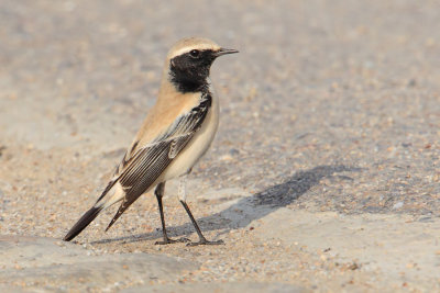 Desert wheatear (oenanthe deserti), Yiti, Oman, February 2014