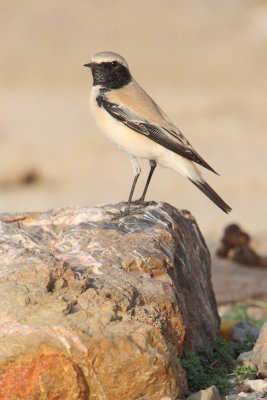 Desert wheatear (oenanthe deserti), Yiti, Oman, February 2014