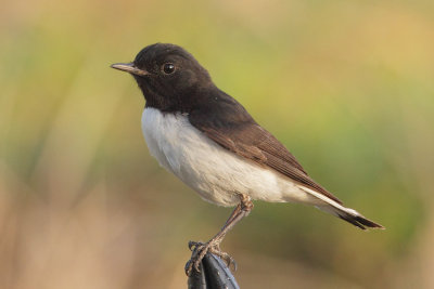 Hume's wheatear (oenanthe albonigra), Al Jissah, Oman, February 2014