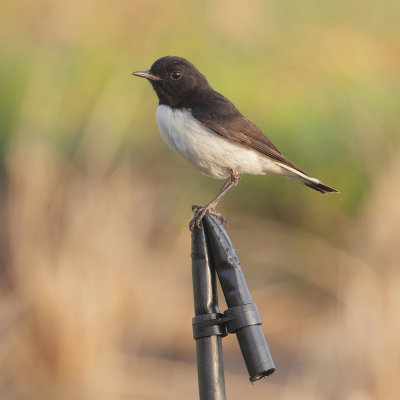 Hume's wheatear (oenanthe albonigra), Al Jissah, Oman, February 2014