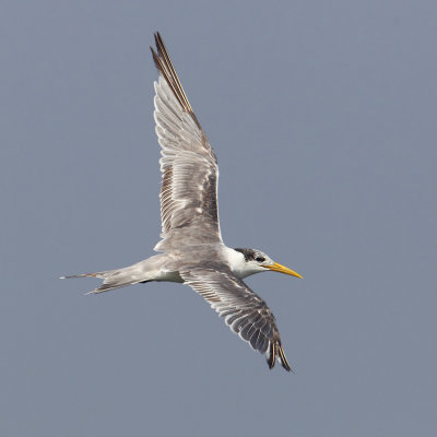 Lesser crested tern (thalasseus bengalensis, sterna bengalensis), Yiti, Oman, February 2014