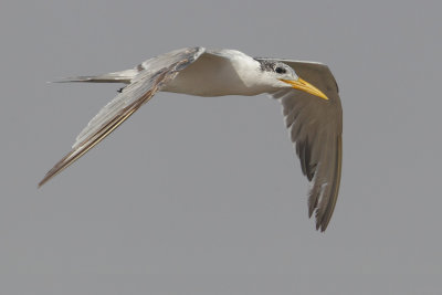 Lesser crested tern (thalasseus bengalensis, sterna bengalensis), Yiti, Oman, February 2014