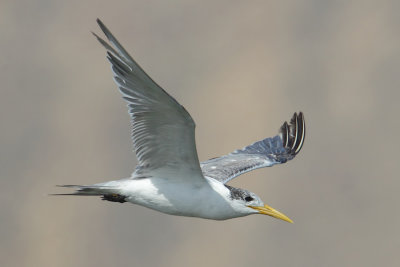 Lesser crested tern (thalasseus bengalensis, sterna bengalensis), Yiti, Oman, February 2014