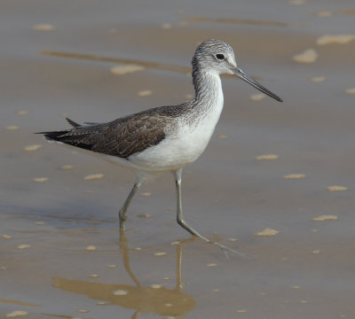  Common greenshank (tringa nebularia), Al Jissah, Oman, February 2014