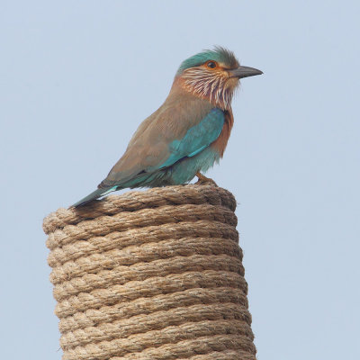 Indian roller (coracias benghalensis), Al Jissah, Oman, February 2014
