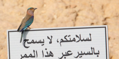 Indian roller (coracias benghalensis), Al Jissah, Oman, February 2014