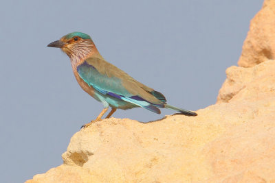 Indian roller (coracias benghalensis), Al Jissah, Oman, February 2014