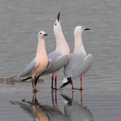 Slender-billed gull (larus genei), Santa Pola, Spain, March 2014