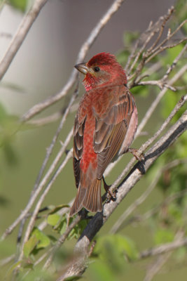 Common rosefinch (carpodacus erythrinus), Geschinen, Switzerland, June 2014