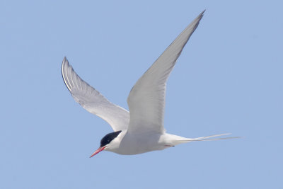  Arctic tern (sterna paradisaea), Fredvang, Norway, July 2014