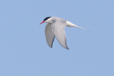  Arctic tern (sterna paradisaea), Fredvang, Norway, July 2014