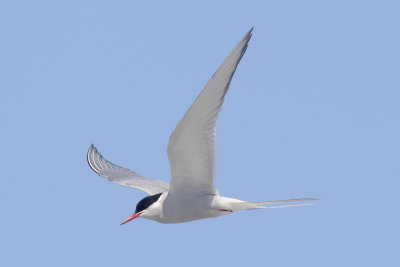  Arctic tern (sterna paradisaea), Fredvang, Norway, July 2014