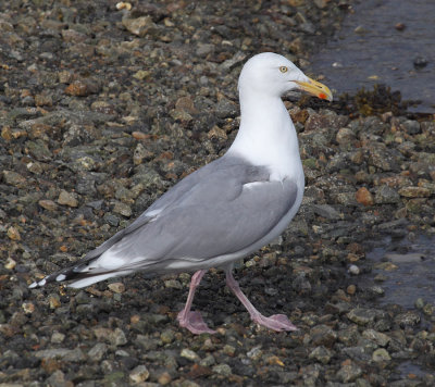 Herring gull (larus argentatus argentatus), , Norway, July 2014