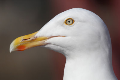 Herring gull (larus argentatus argentatus), , Norway, July 2014