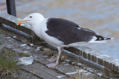 Greater black-backed gull