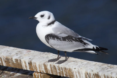 Black-legged kittiwake (rissa tridactyla), Srvgen, Norway, July 2014