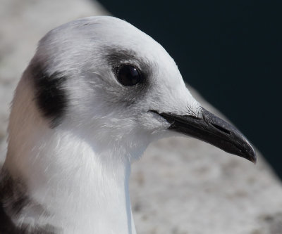 Black-legged kittiwake (rissa tridactyla), Srvgen, Norway, July 2014