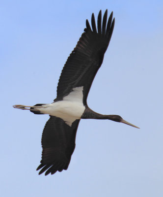 Black stork (ciconia nigra), Cuarnens, Switzerland, August 2014