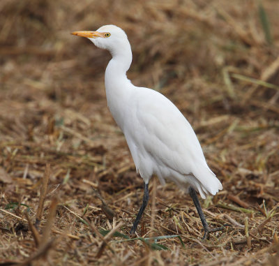 Western cattle egret