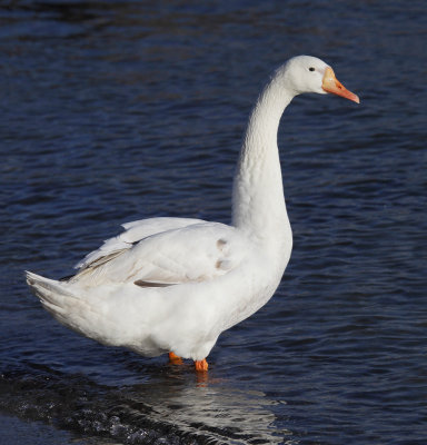 Mute swan x (domestic) greylag goose (Swoose, Schwans, cygnus olor x anser anser), Morges, Switzerland, December 2014