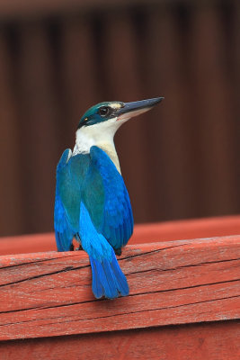  Collared kingfisher (todiramphus chloris), Langkawi, Malaysia, January 2014