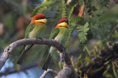 Chestnut-headed bee-eater (merops leschenaulti), Langkawi, Malaysia, January 2015