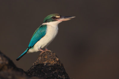  Collared kingfisher (todiramphus chloris), Langkawi, Malaysia, January 2014