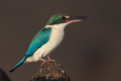  Collared kingfisher (todiramphus chloris), Langkawi, Malaysia, January 2014